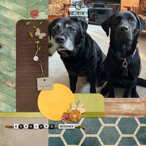 Barnyard Buddies
