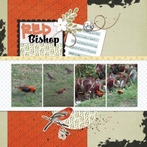 2024-11-20_redbishop