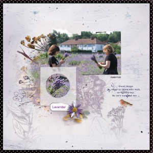 Lavender