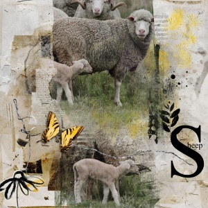 Sheeps