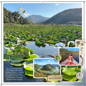 Lilypad
