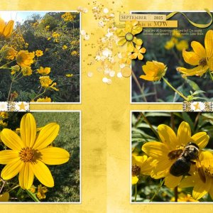 2025-09-14-lgrieveson-yellow-tickseed.jpg