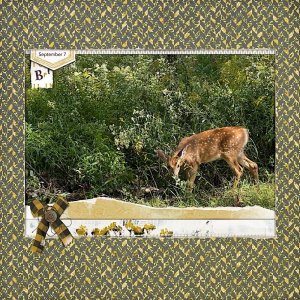 Fawn