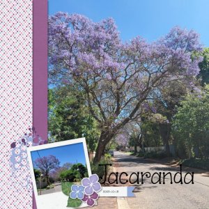 Jacaranda