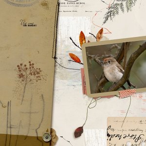 Bird