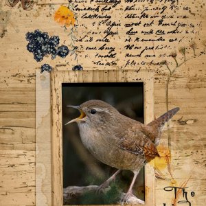 The Bird Sings