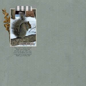 Gray Squirrel.jpg