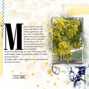 Mimosa