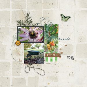 November in the garden