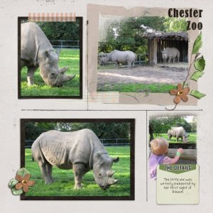 First Sight of Rhinos