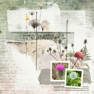 MOC13_Jan27_Combine2templates_janisn.gif