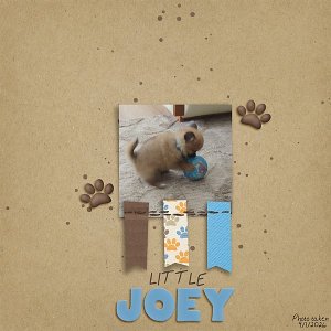 Little Joey