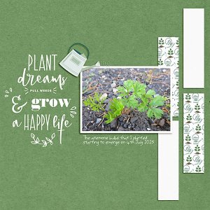Anemone plants
