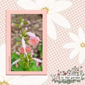 In the Garden