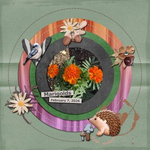 Marigolds 8x8 72.jpg