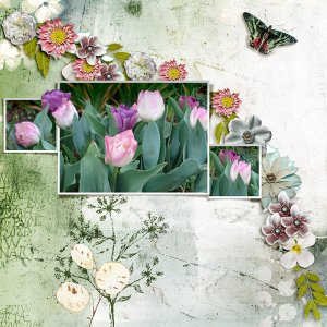 Tulipes