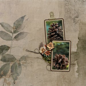 Pine  Cone
