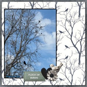 Flock of Birds 8x8 72.jpg