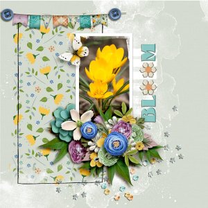 Bloom