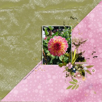 BLOOM WHERE YOU ARE