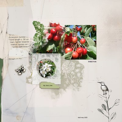 My cherries
