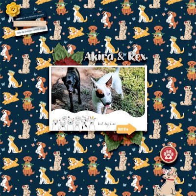 My Dogs
