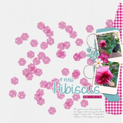Hibiscus