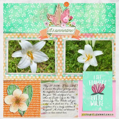 White Lily