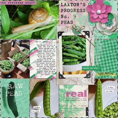 Second Harvest of Peas