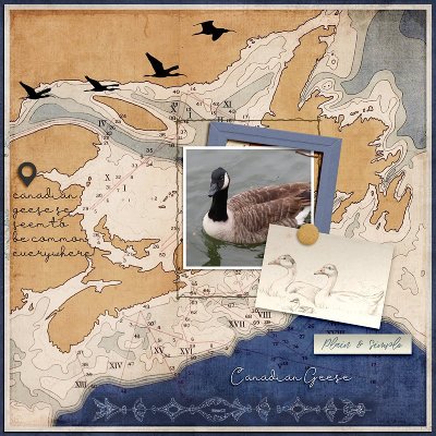 Canadian Geese