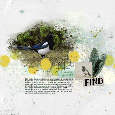 Magpie Lotta.jpeg