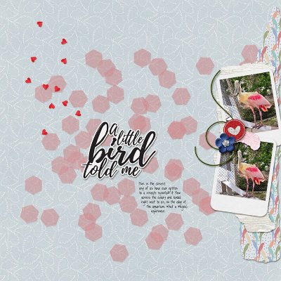 roseate encounter
