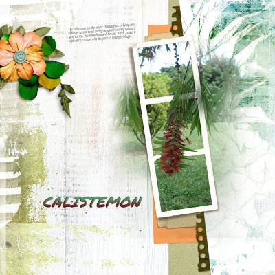 Calistemon