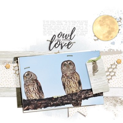 Owl You Need is Love