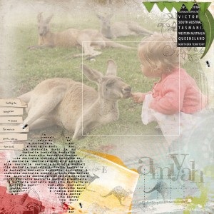 kangaroos
