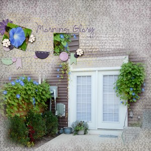 morning glory