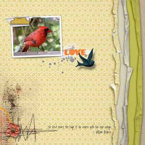 Red Cardinal
