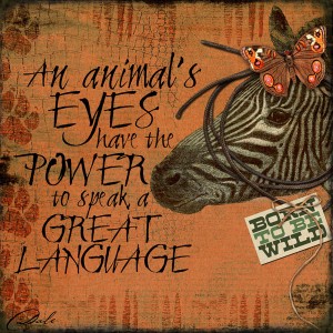 An Animal's Eyes