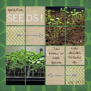 Sprouting Seeds