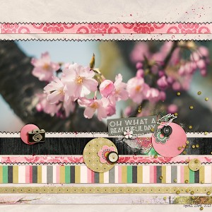 Cherry blossoms