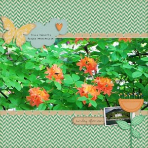 Azalea