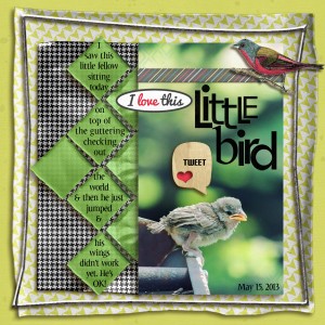 Little Bird