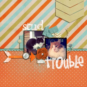 cats