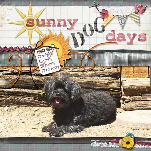 sunny dog days