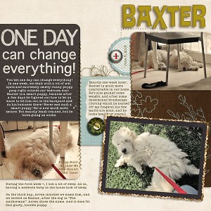 Baxter on the 7th Day