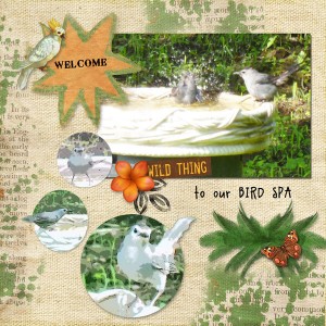 Bird Spa