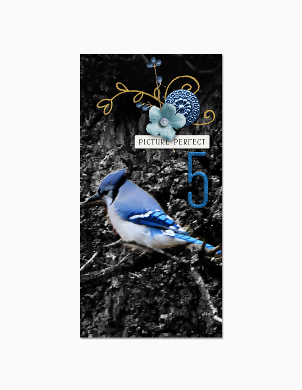 005_Blue-Jay_web