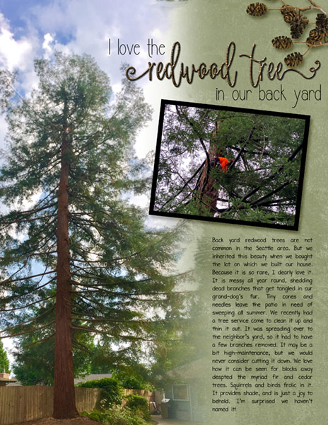 02_Wk-1_Redwood