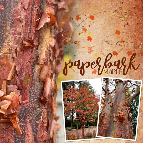 02_Wk-3_PaperBarkMaple_Texture