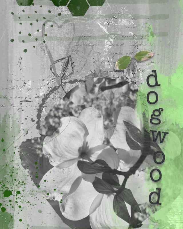 04-nbk-dogwood